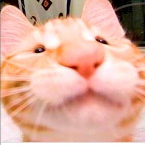 Meet your Posher, staybae